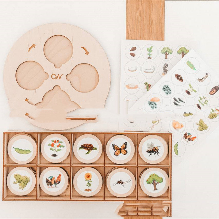 Wooden life cycle board with sorting tray and picture discs