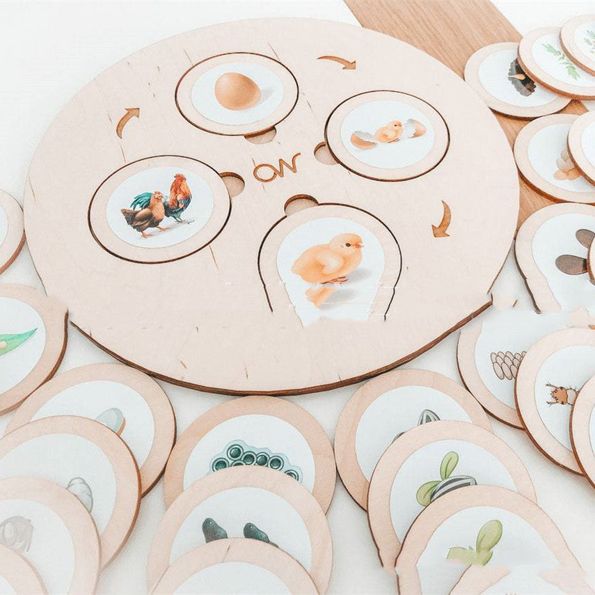 Close-up of the chicken life cycle on the wooden board