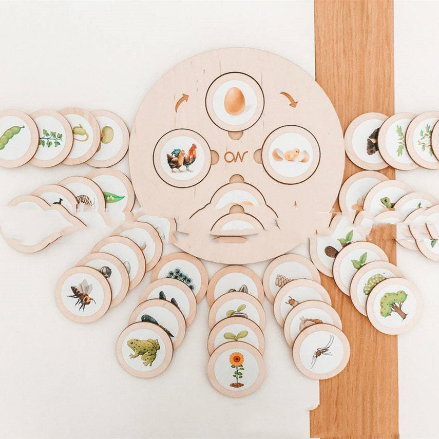 Chicken life cycle board surrounded by picture discs