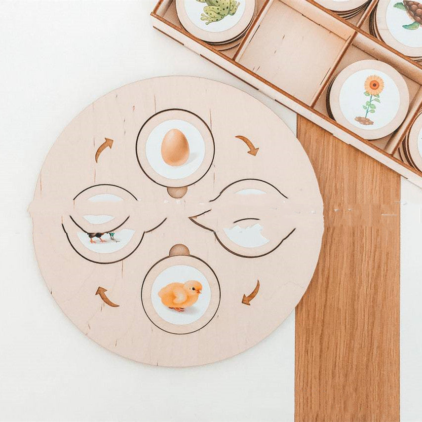 Chicken life cycle on the round wooden board